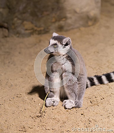 Lemur funny animal mammal Madagascar Stock Photo