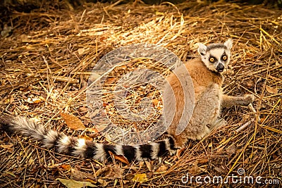Lemur on the ground Stock Photo