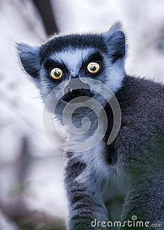 Lemur Madagascar black and white ringed tail Stock Photo