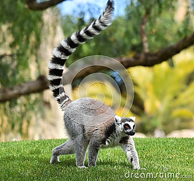 Lemur in madagascar Stock Photo