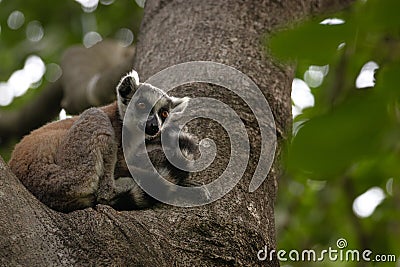 Lemur Madagascar travel wildlife mammals Stock Photo