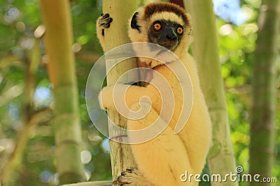 Lemur in Madagascar Stock Photo