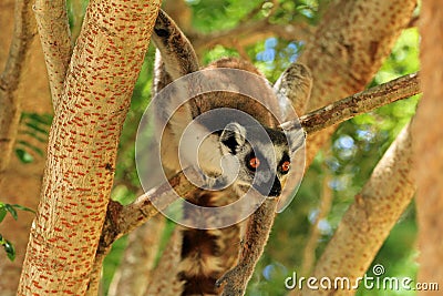 Lemur in Madagascar Stock Photo