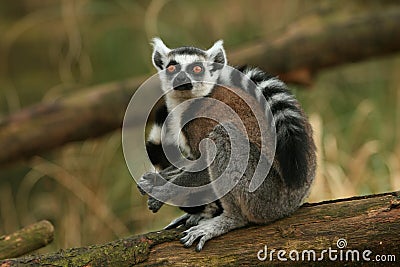 Lemur monkey Stock Photo