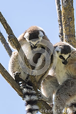 Lemur pair with puppy hanging from the belly Stock Photo