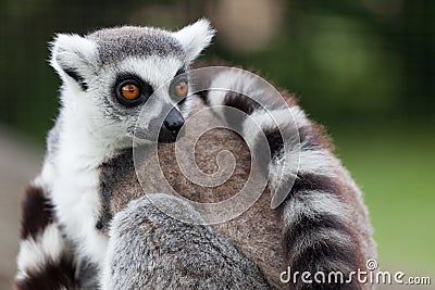 Lemur portrait Stock Photo