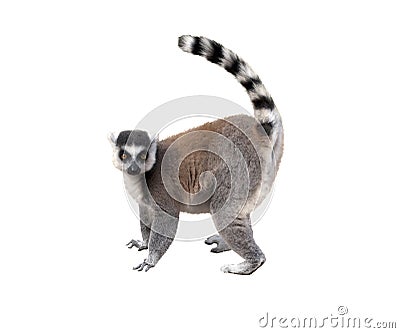 Lemur Stock Photo