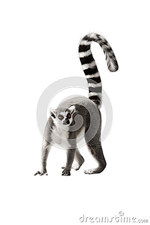 Lemur Stock Photo