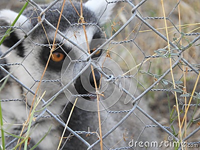 Lemur in a wildlife rescue center Stock Photo