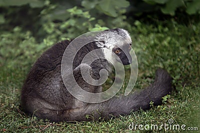 Lemur sitting on grass Stock Photo