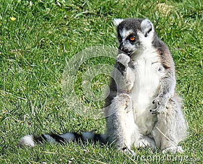 Lemur sitting in the grass Stock Photo