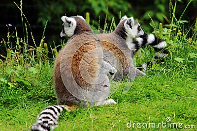 Lemures sitting on gras in zoo in Augsburg in germany Stock Photo