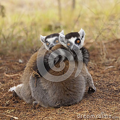 Lemurs Stock Photo