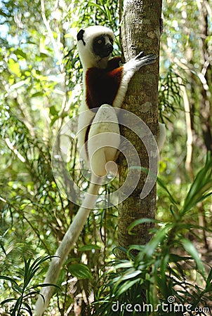 Lemurs in Madagascar Stock Photo
