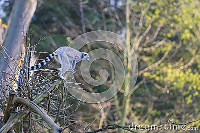 Lemurs (Lemuriformes) run and rest in a meadow. Cute furry animal Stock Photo