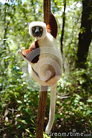 Lemurs in Madagascar Stock Photo