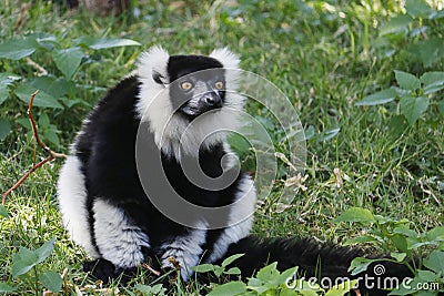 Lemurs are primates belonging to the suborder Strepsirrhini. Like other strepsirrhine primates, such as lorises, pottos, and Stock Photo