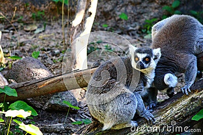 Ring-tailed lemur, Lemur catta Stock Photo