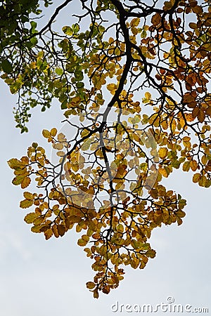 Lenga beech branch with autumn Stock Photo