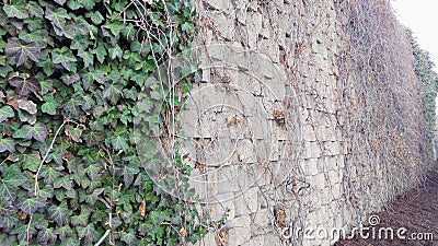 Ivy Growing On Brick Wall Stock Photo