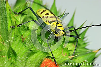 Length mirror spider beetle (Gerania bosci). Stock Photo