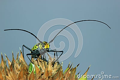 Length mirror spider beetle (Gerania bosci). Stock Photo