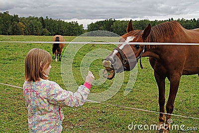 The girl feeds the horse at the Museum-Reserve Leninskie Gorki Editorial Stock Photo