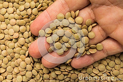 Lentil legume. Person with grains in hand. Macro. Whole food. Stock Photo