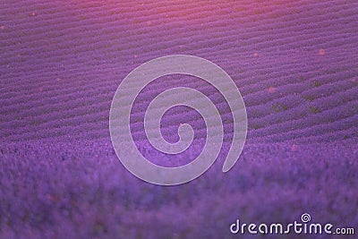 LENS FLARE: Vibrant fields of lavender are illuminated by the golden rising sun. Stock Photo