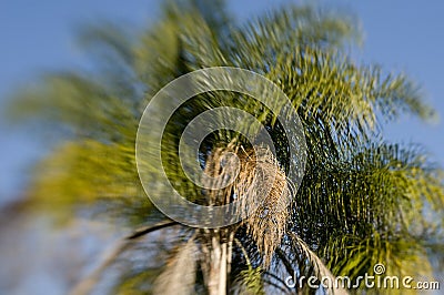 Lensbaby Palm Tree Stock Photo