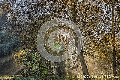 Lensflare in the forest Stock Photo