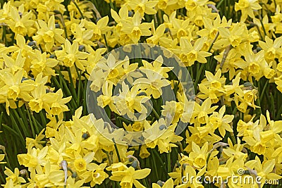 Lent lilies Stock Photo