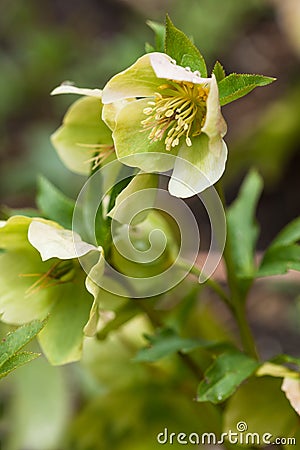 Lenten rose or hellebore flower closeup Stock Photo