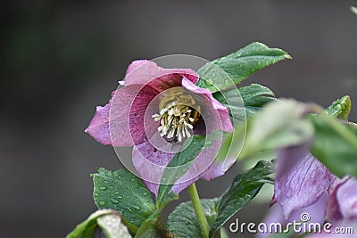 Lenten rose (Helleborus orientalis) Stock Photo