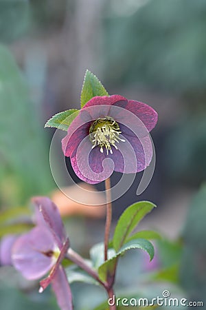 Lenten rose Viv Victoria Stock Photo