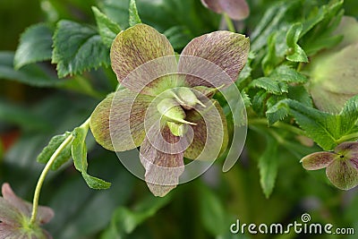 Lenten rose Viv Victoria Stock Photo