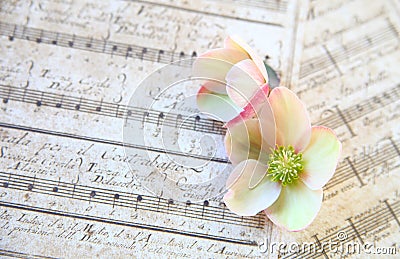Vintage music with hellebore flowers Stock Photo
