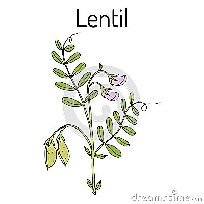 Lentil Lens culinaris Vector Illustration