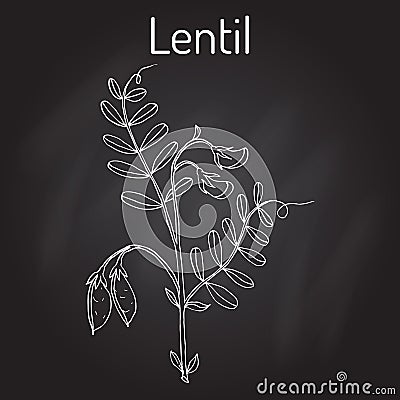 Lentil Lens culinaris Vector Illustration