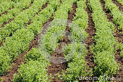 Rows of lentil plants Stock Photo