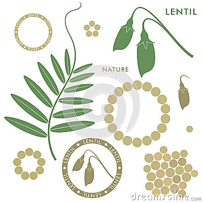 Lentil Vector Illustration