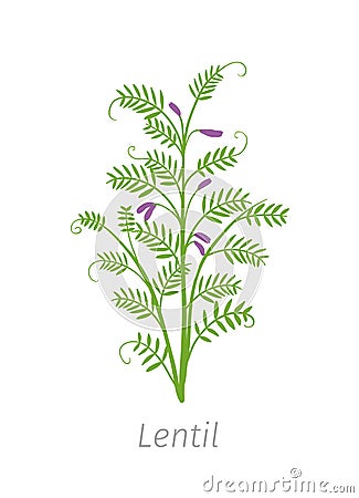 Lentil Soybean Lens culinaris. Agriculture cultivated plant. Green leaves. Flat color Illustration clipart on white background Stock Photo