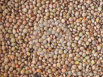 Are lentils vegetables or grains?