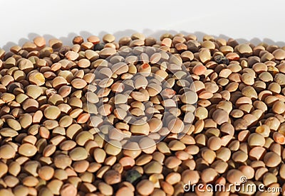 Are lentils vegetables or grains?