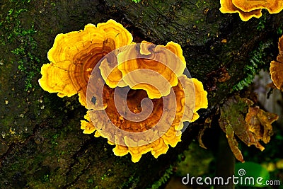 Lentinus polychrous mushroom Stock Photo