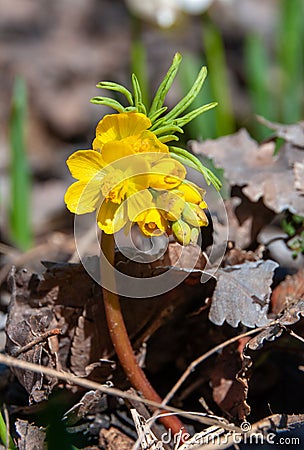 Leontice (Gymnospermium odessanum), spring first vet, flowering plant in the wild Stock Photo