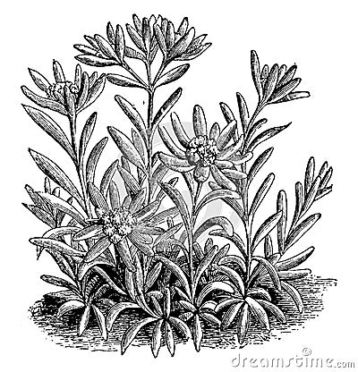 Leontopodium Alpinum vintage illustration Vector Illustration