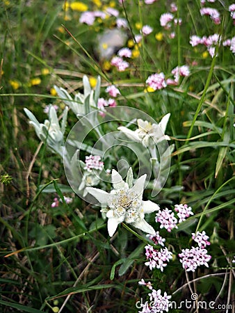 Leontopodium nivale, commonly called edelweiss. Alpine flora. Stock Photo