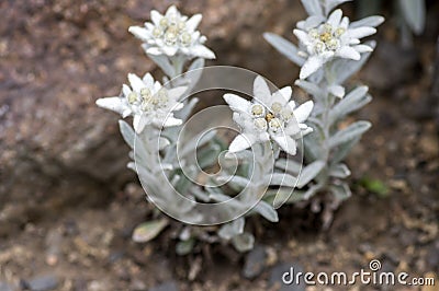 Leontopodium nivale strange white flowers, flowering mountain plant Stock Photo