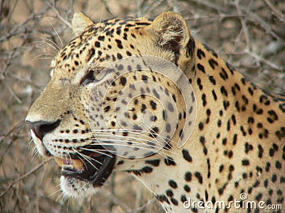 Leopard 10, Wilpattu, Sri Lanka Stock Photo